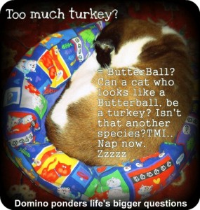 thanksgiving-turkey-christmas-butterball-cat-cartoon-funny