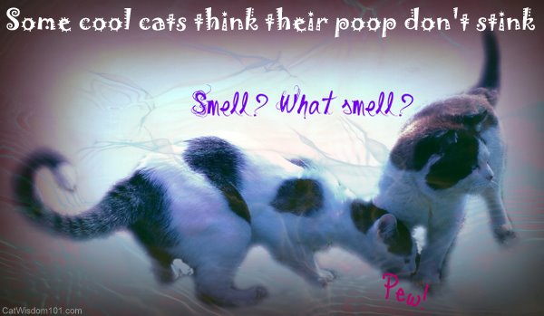 think your shit don't stink-cool cats-funny-poop