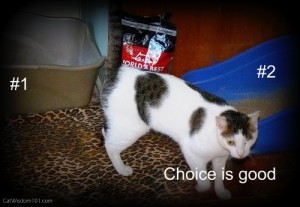 worlds best litter-cat wisdom 101