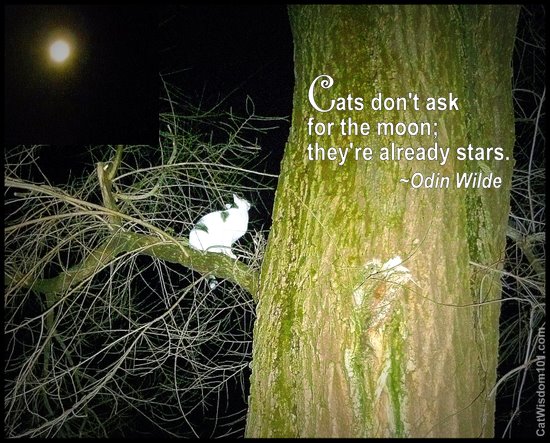Full moon-quote-cats-cat wisdom 101