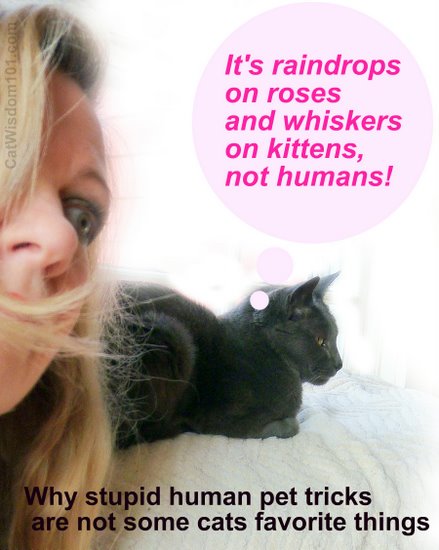 LOL cat-favorite things-whiskers kittens-cat wisdom 101.com