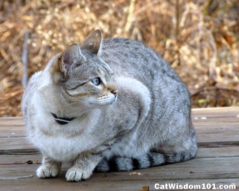 Siamese-bengal-tabby-cat wisdom 101