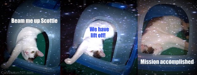 Spaceship for cats-odin-cat wisdom 101
