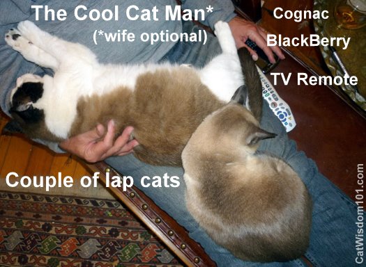 LOL cats-cat man-funny-tv-cat wisdom 101.com