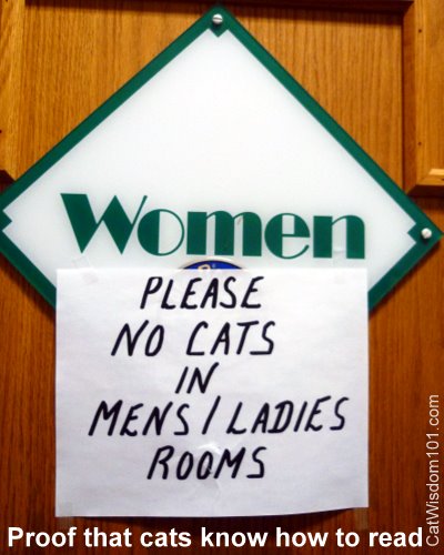 cat show-humor-ladies room-cat wisdom 101