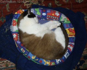 domino-ex-feral-cat bed-cat wisdom 101
