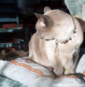 healing crystal-cat collar-rockspirit designs-cat wisdom 101