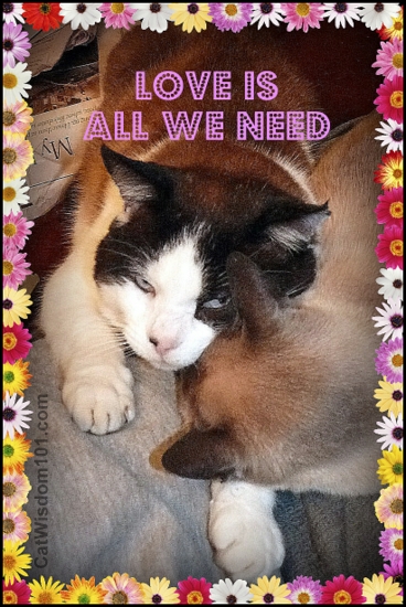 love is all we need-beatles-cats-pair bonding-cat wisdom 101