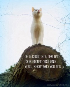 on a clear day-quote-cat-catwisdom 101