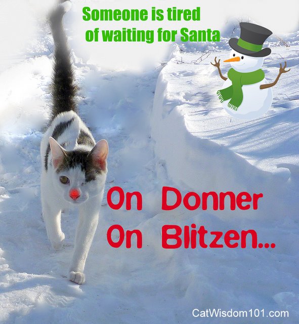 on donner-blitzen-LOL cat-reindeer-catwisdom101.com