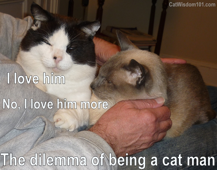 real men love cats-cat-humor-cat wisdom 101