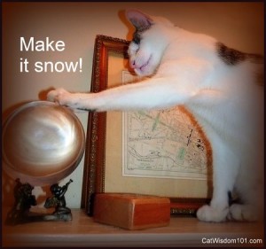 snow globe-crystal ball-funny-cat