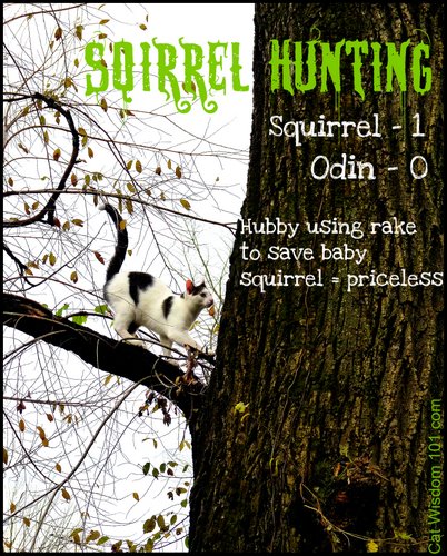 squirrel hunting-cat-humor-cat wisdom 101