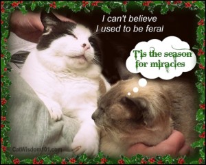 tis the season-formerly feral-cat-humor- cat wisdom 101
