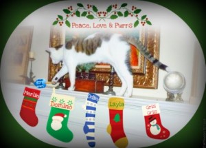 xmas-cat-stocking-cat wisdom101-christmas