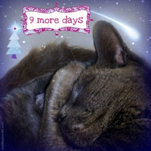 xmas countdown-LOL cat-cat wisdom 101.com