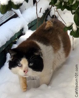 snowshoe-feral cat-domino