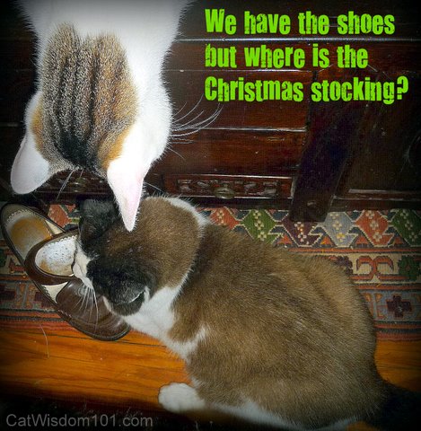 xmas stocking-cats LOL-shoes-cat wisdom 101