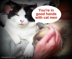 you're in good hands with -cat men-LOL-cat wisdom 101