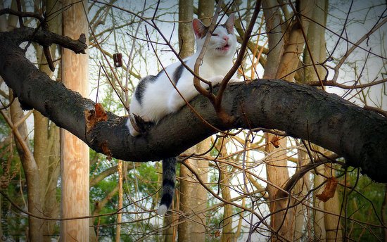 zen-cat-out on a limb-cat wisdom 101