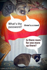 3 cats-lol cats-cat wisdom 101-three's a crowd-quote