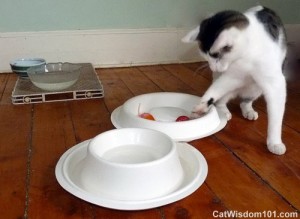 FLOAA-pet-bowls-cat wisdom 101