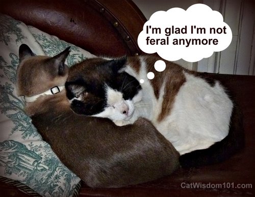 LOL cat--feral-my cat from hell-cat wisdom 101