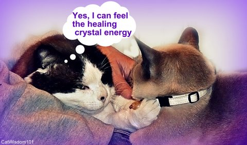 LOL cat-healing crystal-cat-collar-cat wisdom 101