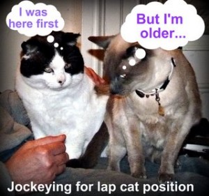 LOL cat-lap cats-cat wisdom 101