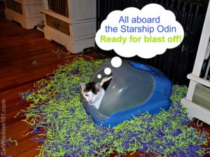 LOL cat-spaceship -odin