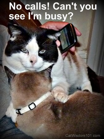 LOl cat-cell phone-cat wisdom 101