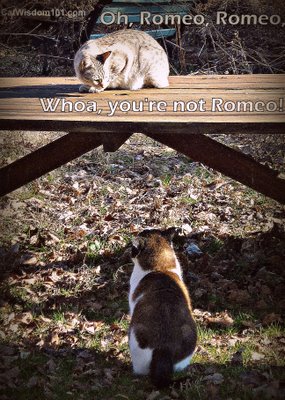Romeo-cat-cat humor-cat wisdom 101