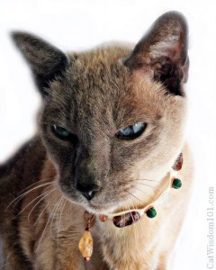 Siamese-cat-portrait-merlin-cat wisdom 101-Layla Morgan Wilde