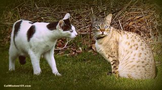 cat-curious-friendly-behavior-cat wisdom 101