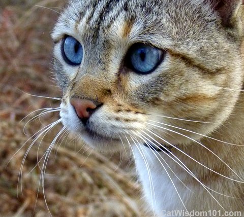 cat-portrait-cat wisdom 101-layla morgan wilde-photography