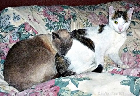cats-napping-friends-bonding-cat wisdom 101