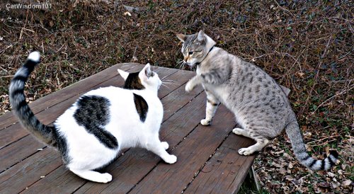 cats-playing-behavior