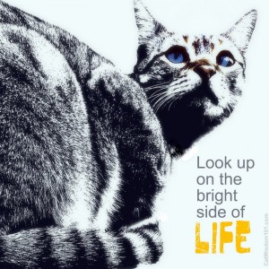 bright side of life-look up-quote cat-art-cat wisdom 101