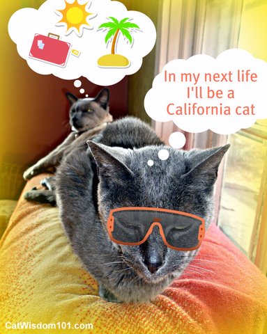 california-cat-LOL cat-cat wisdom 101