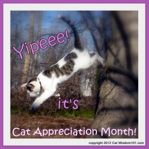 cat-appreciation- month-february-cat wisdom 101