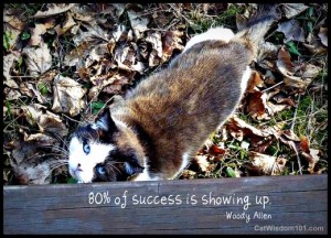 cat wisdom 101-feral-outdoor-success-quote-woody allen