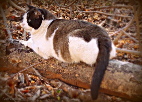 feral-cat-log-portrait-cat wisdom 101