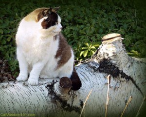 feral-fine art photography-cat-birch tree-cat wisdom 101