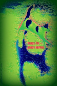 happy cat = happy human-cat wisdom 101