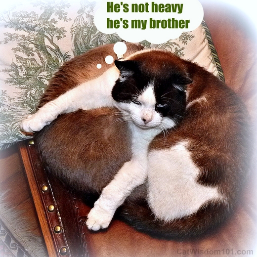 he's not heavy he's my brother-LOL cats-cat wisdom101.com