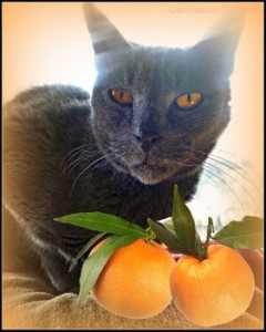 orange-cat wisdom 101- cat-toxic-citrus