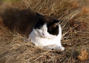 quote-make hay while the sun shines-feral-cat-cat wisdom 101- feline photography