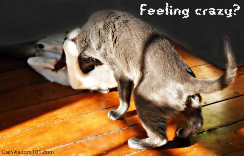 vet 101-mood meds-crazy cat- catwisdom 101