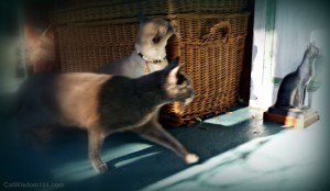 walking-cats-outdoors- scent marking-cat wisdom 101