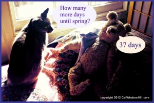 Cats-LOL-spring-teddy bear-cat wisdom 101